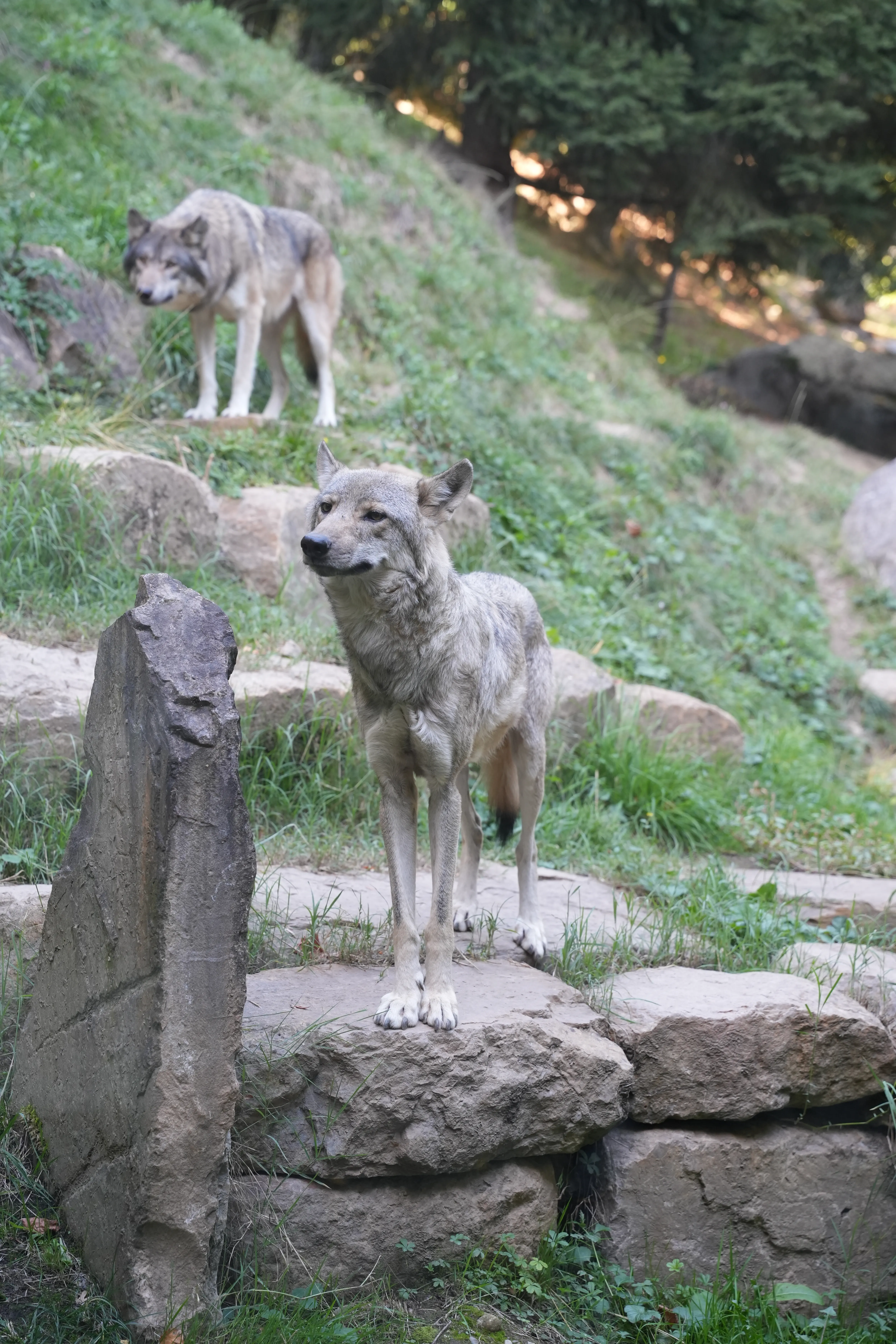 image de loup réalisée par Hope's Glow