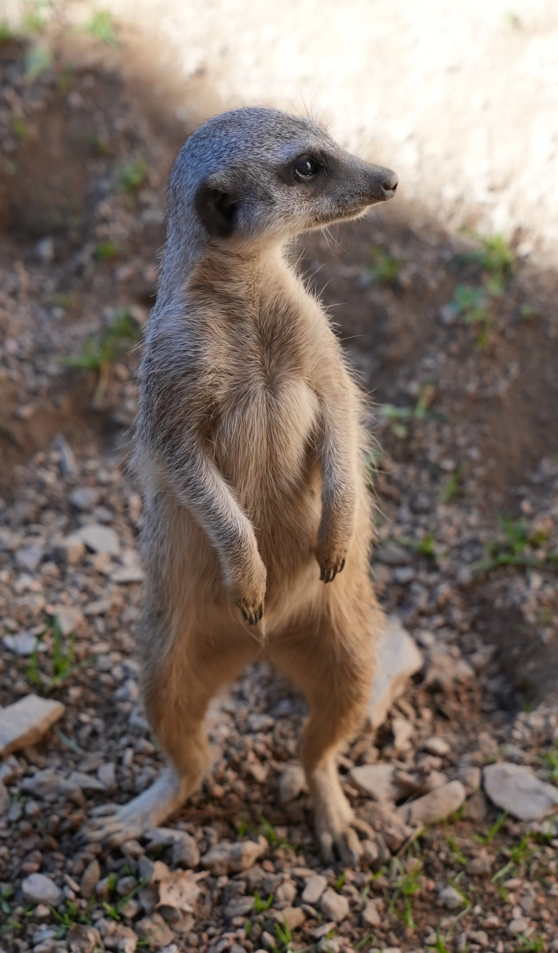 image de suricate réalisée par Hope's Glow