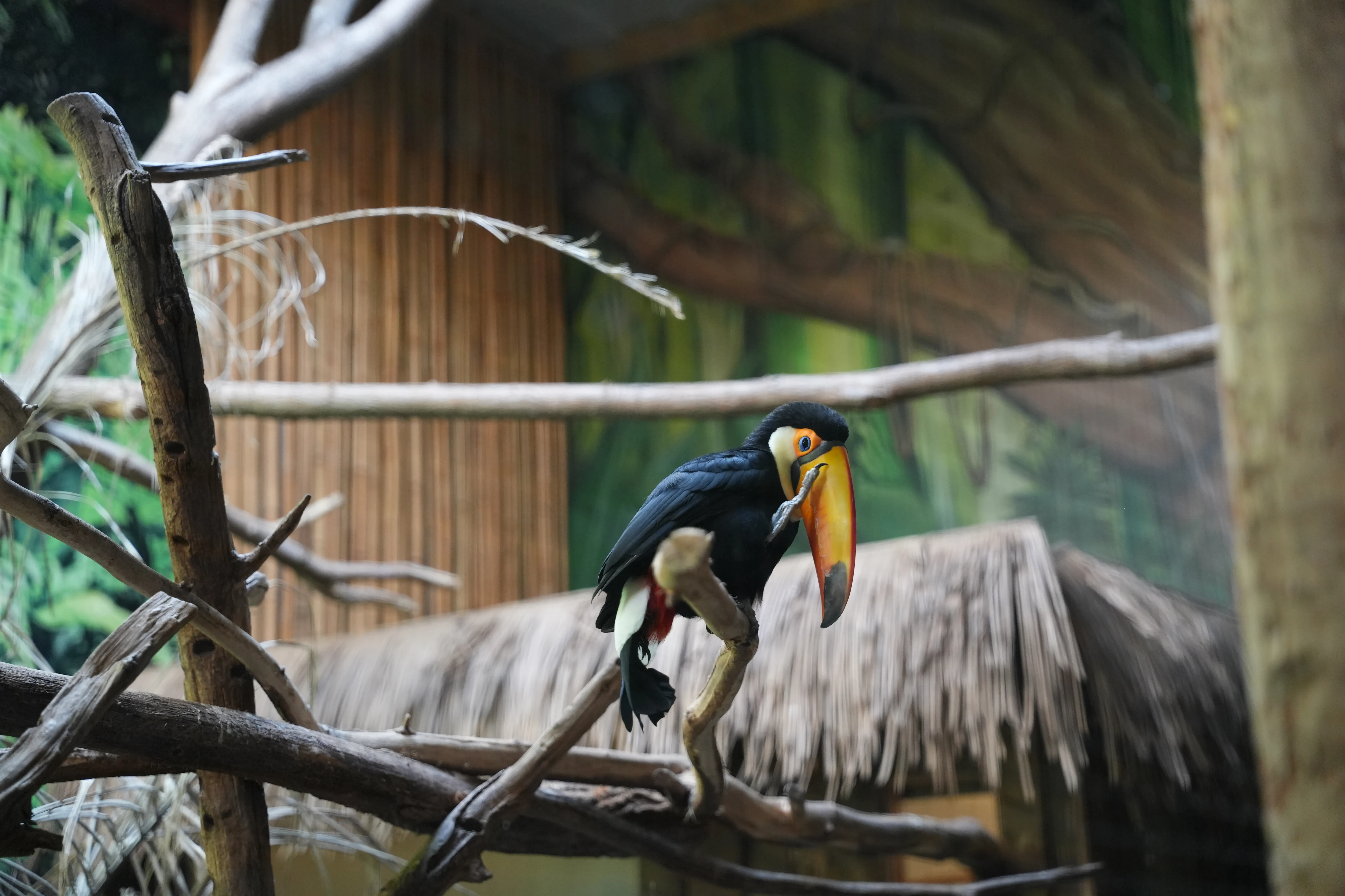 image de toucan réalisée par Hope's Glow