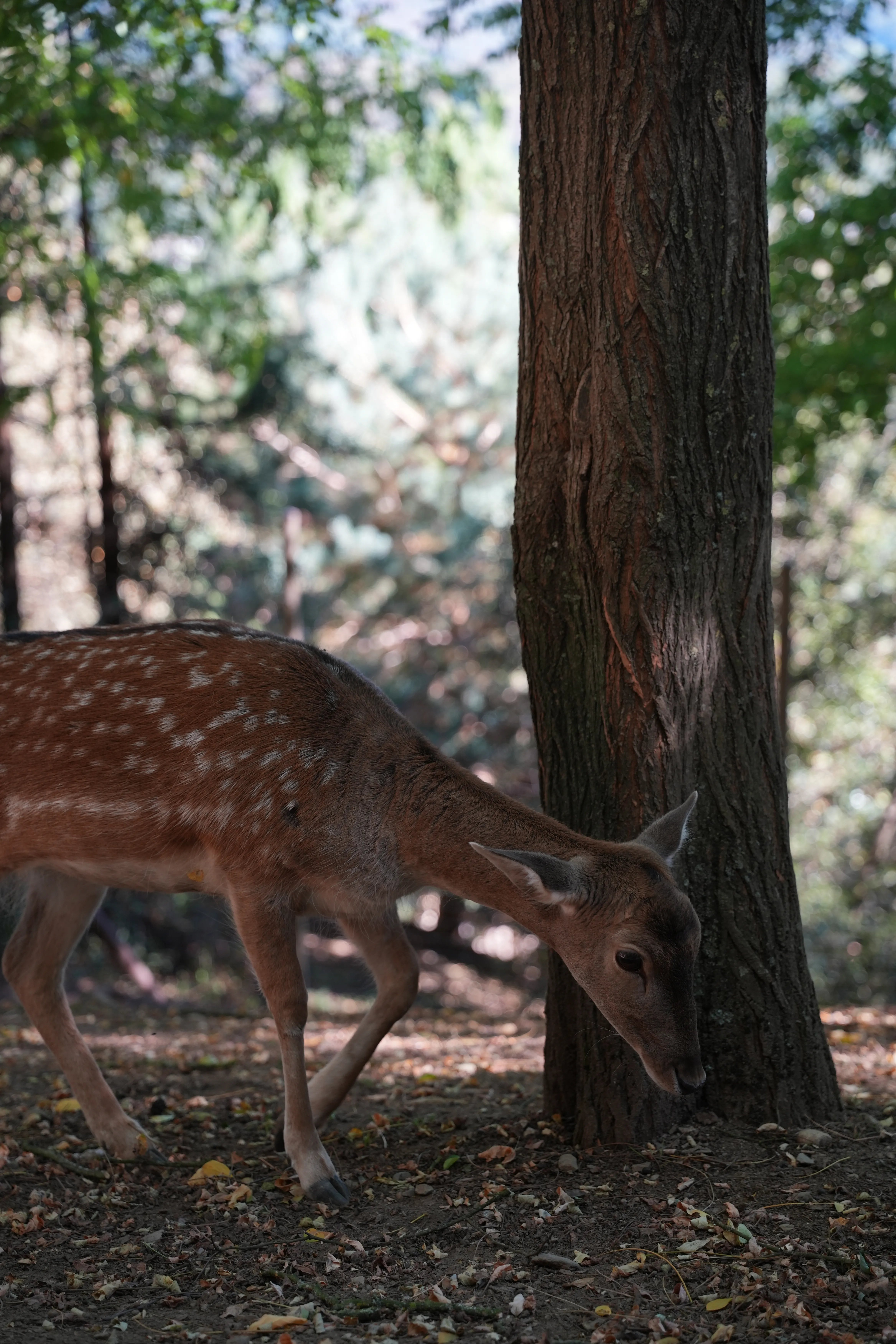 image de daim réalisée par Hope's Glow